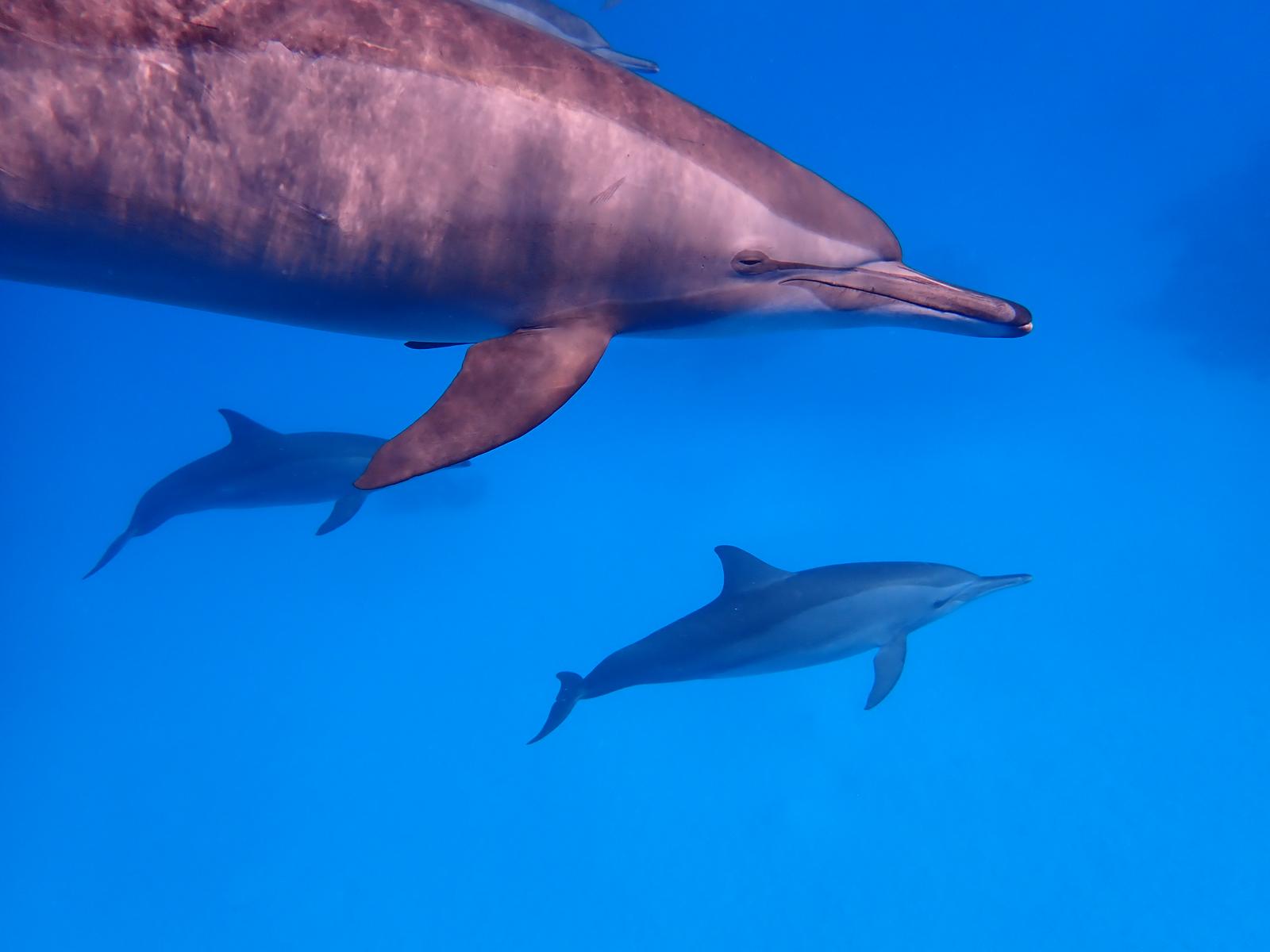 Dolphin Watching & Snorkeling