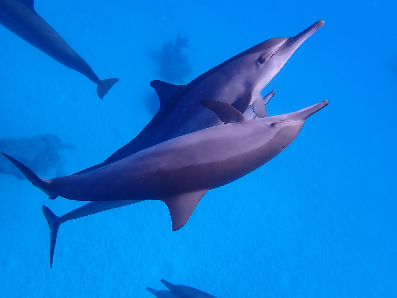 Dolphin Watching & Snorkeling