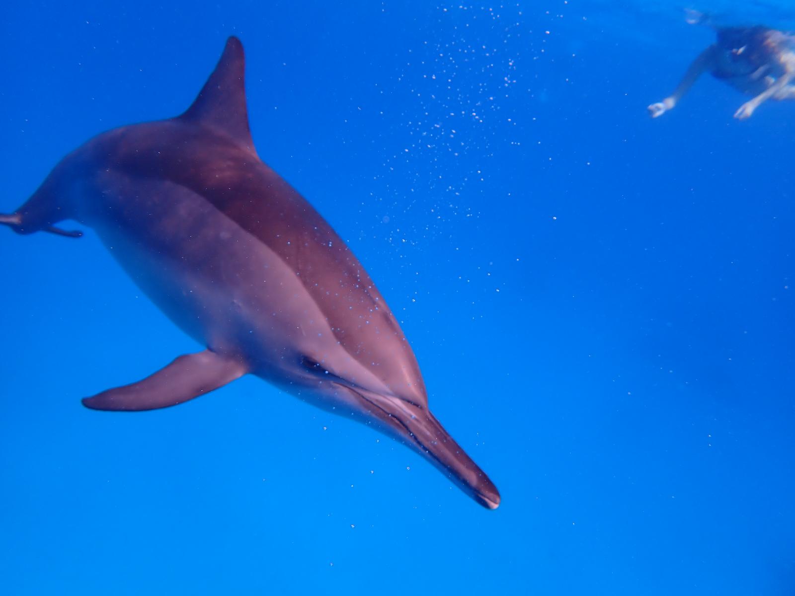 Dolphin Watching & Snorkeling