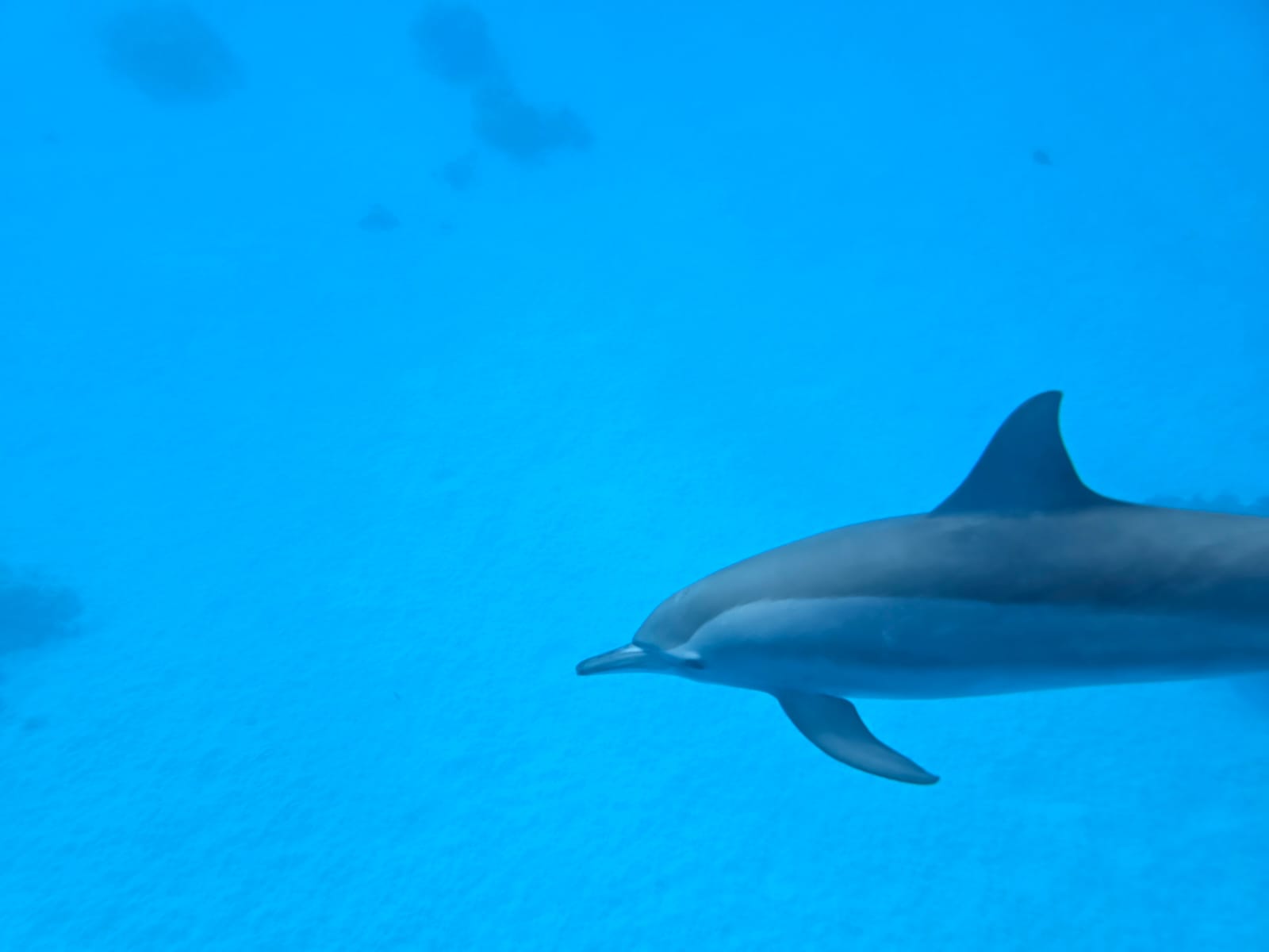 Dolphin Watching & Snorkeling