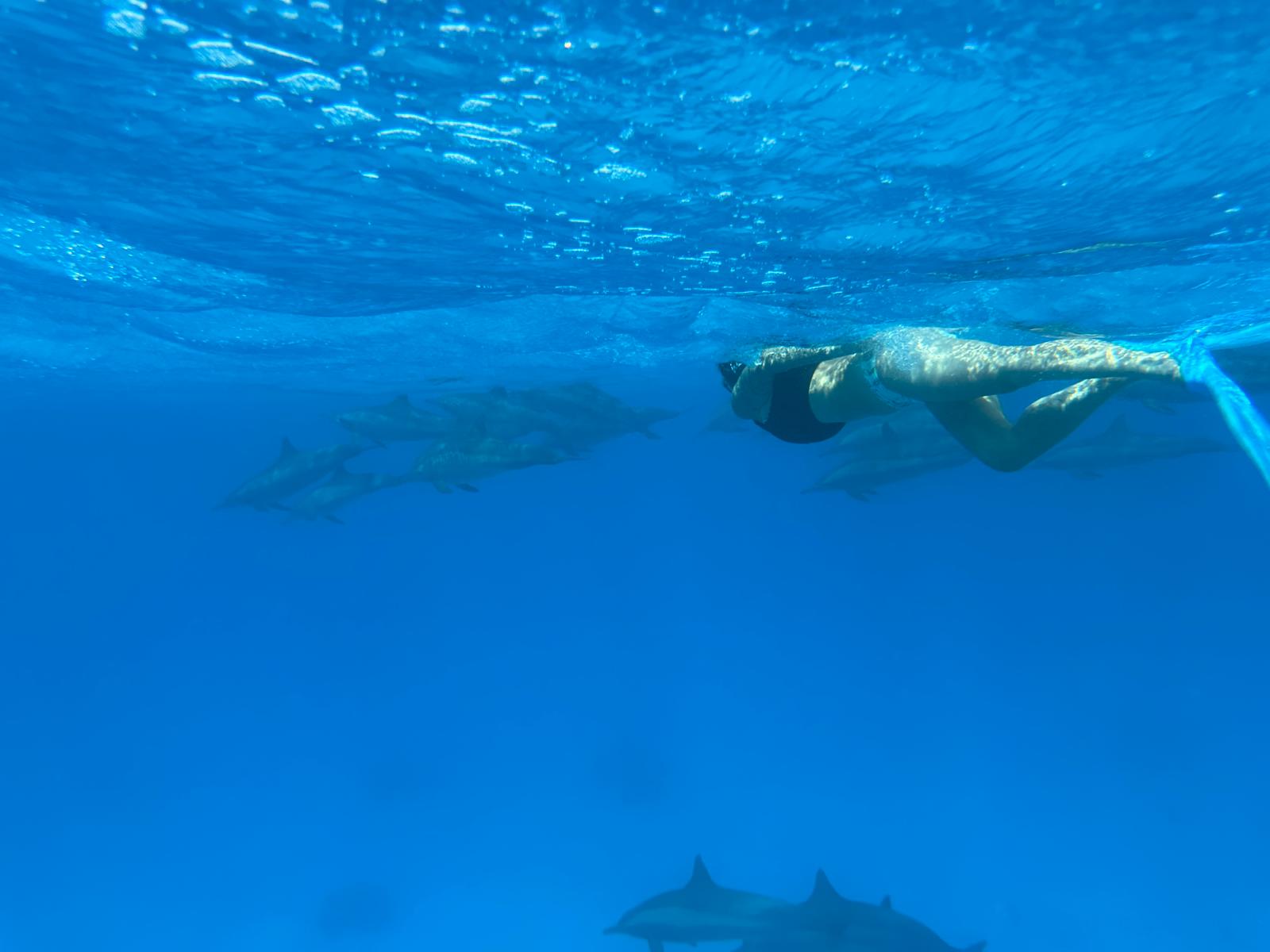 Dolphin Watching & Snorkeling