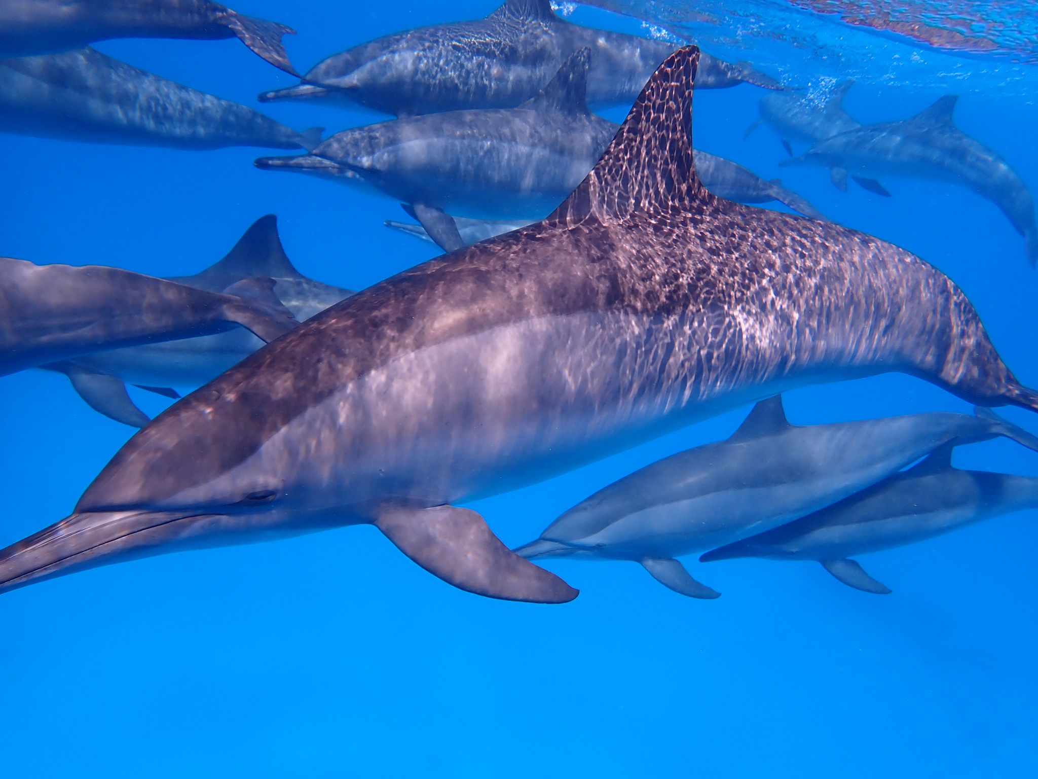 Dolphin Watching & Snorkeling