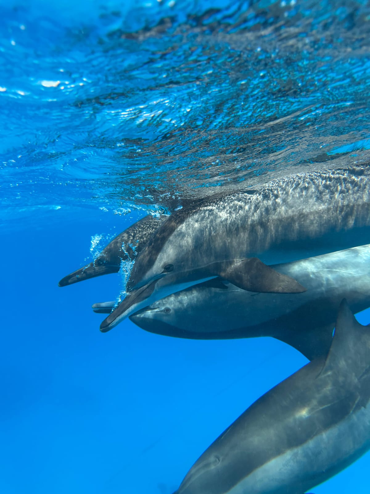 Dolphin Watching & Snorkeling