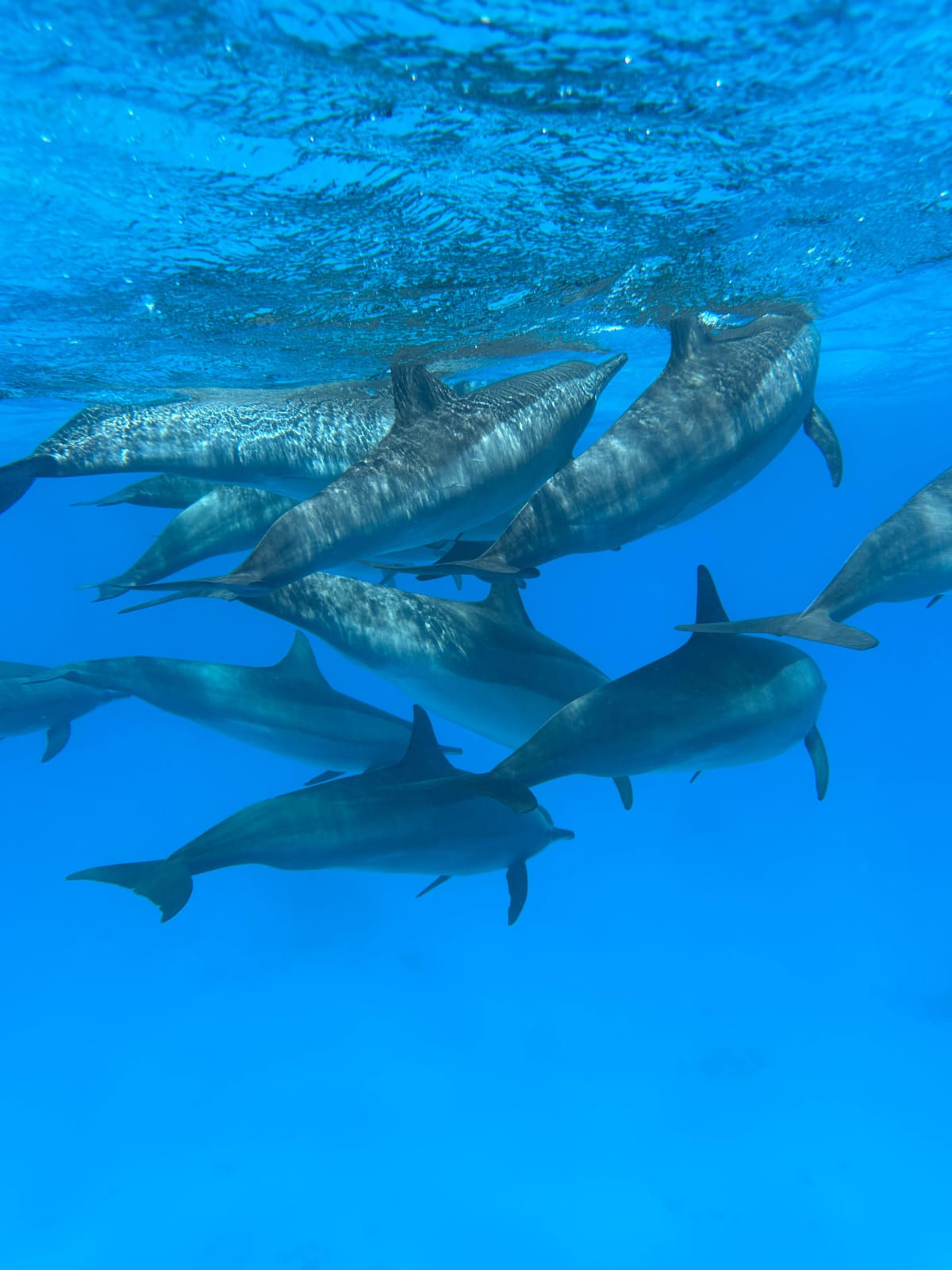 Dolphin Watching & Snorkeling